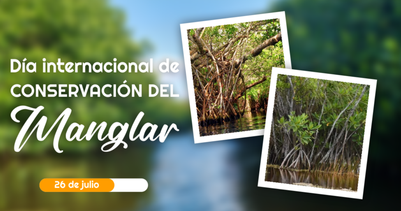 día internacional del manglar, mangle